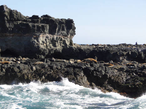 Phillip Island - Grote kolonie zeerobben