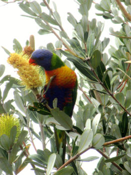 Byron Bay - Byron Bay