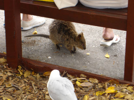 Western Australia - Rottnest Island, tussen de quokka's