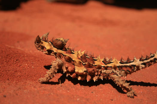 Alice Springs - Thorny Devil