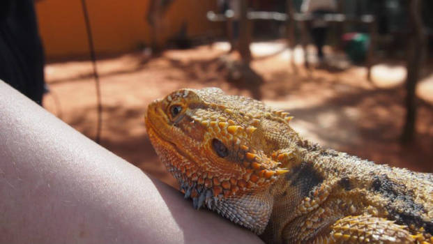 New South Wales - Australia zoo's magic