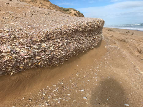 South Australia - Schelpenduinen (coorong national park)