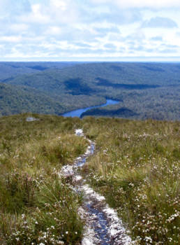 Tasmanië - Wandelweg naar het water...