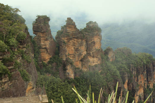 Sydney - Tree sisters