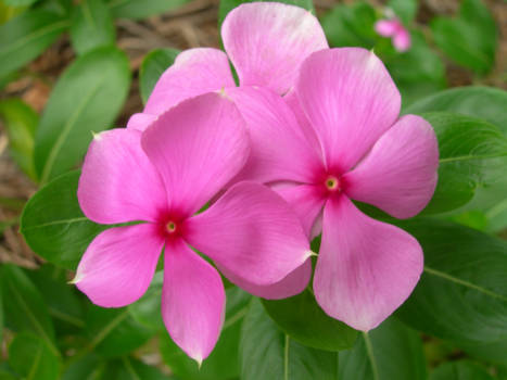 Victoria (Australië) - sunshine flower