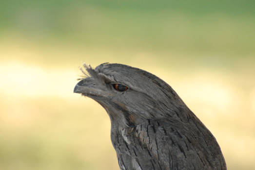 Alice Springs - wat zeg je me nou?