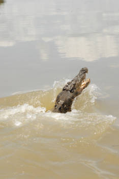 Kakadu National Park - Croc
