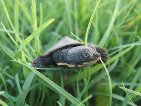 Sydney - Centennial Park Sydney : een baby water shildpadje op avontuur in het gras