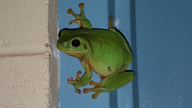 Kimberley (Australië) - Gifgroen