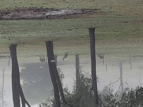 Queensland - Kangaroos in de achtertuin
