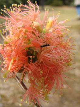 Western Australia - Prachtige bleomen