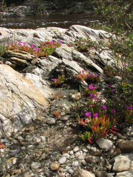 Western Australia - vrije natuur met de mooiste bloemen en bloemetjes