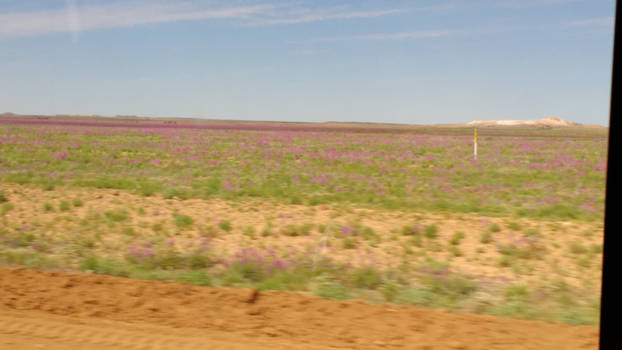 Outback - Een groene woestijn coober pedy to marree