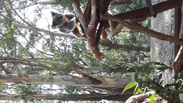 New South Wales - Koalahospital Port macquarie