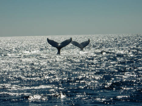 Queensland - Say G´day!