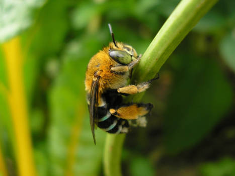 New South Wales - Australische Blue Banded Bee