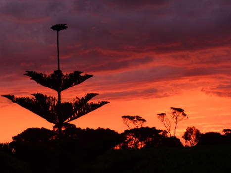 Kangaroo Island - Een gloeiende zomeravond op Kangaroo Island