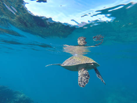 Whitsunday Islands - Snorkeling with turtles