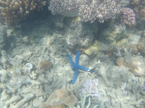 Whitsunday Islands - Starfish