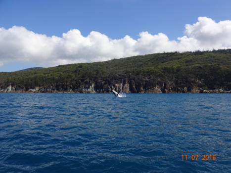 Whitsunday Islands - Humpback whale