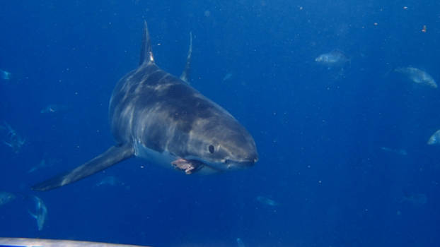 South Australia - Great White Shark