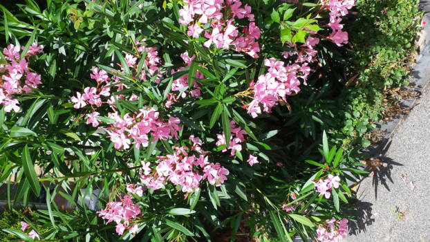 Queensland - Oleander in de voortuin.den haag