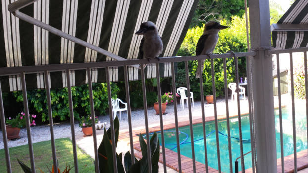 Queensland - Kookabuurra (lachvogel in de tuin.