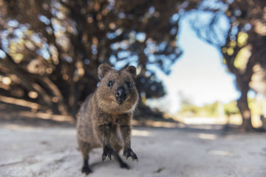 Rottnest Island - Quakka