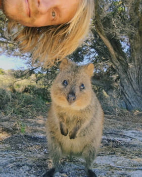 Rottnest Island - Hello you