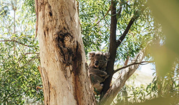 Adelaide - Koala