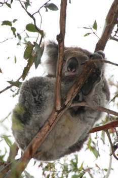 Great Ocean Road - Kennett River