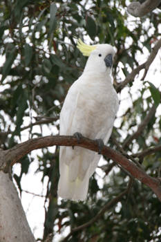 Great Ocean Road - Kennett River