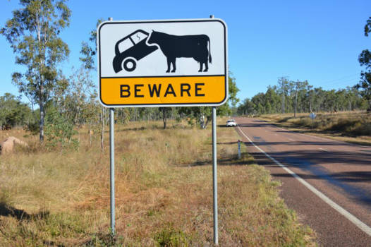 The Savannah Way - Er kan elk moment van alles oversteken