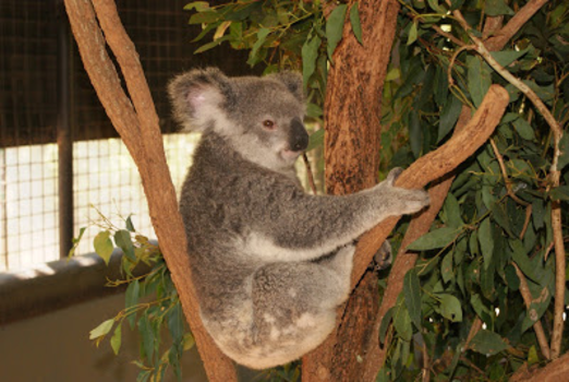 Queensland - Knuffelbeertje