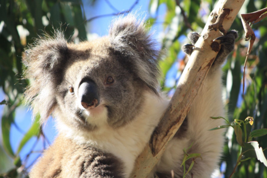 Victoria (Australië) - Hét gezicht van Australië