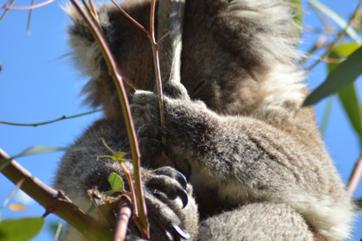 Victoria (Australië) - Koala spotting in Victoria
