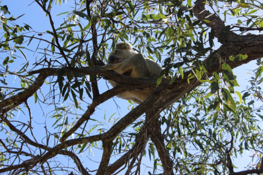 Magnetic Island - prachtige dieren
