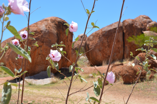 Northern Territory - Devils Marbles