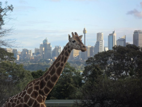 Sydney - Op safari in Sydney!