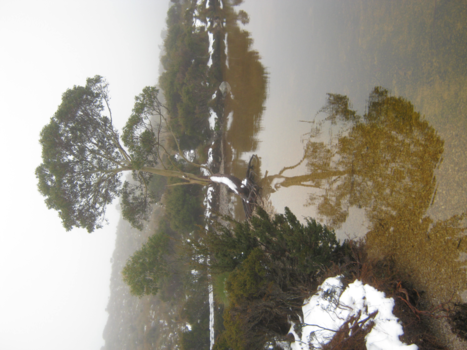 Tasmanië - Rondwandeling in Cradle Mountain/Lake St Clair.