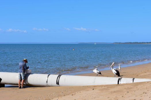 Hervey Bay Marine Park - Begging pelicans