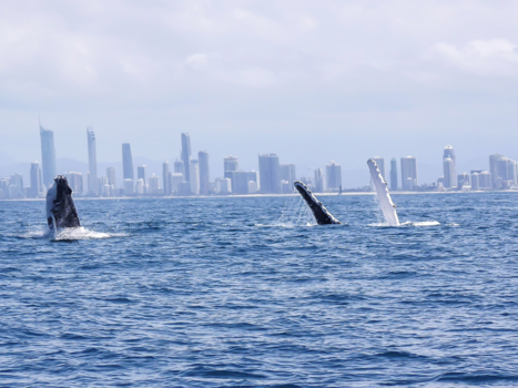 Queensland - Fantastische Walvissen gezien