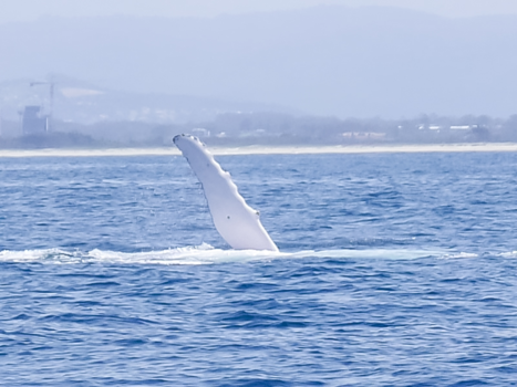 Queensland - Walvissen spotten