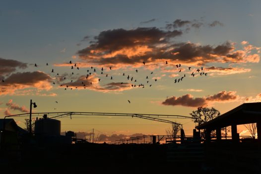 Queensland - Passing by the milkfarm, Nanangoo.