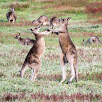 Victoria (Australië) - Kickboksende kangeroos