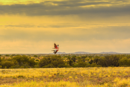 Reisroute dwars door de Outback - Red Arrows