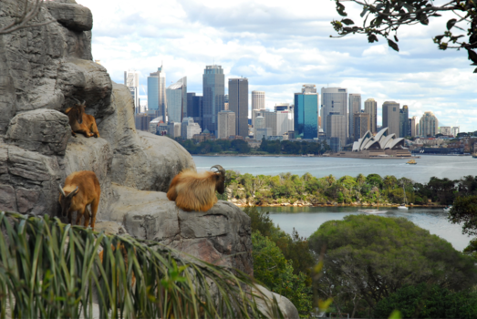 Sydney - Best view in the house