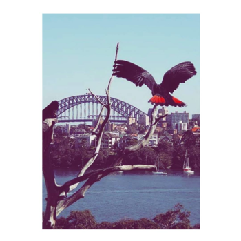 Sydney - Bird in the sky, fly high