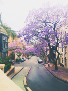 Sydney - Blossom in Sydney