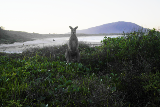 New South Wales - Posing kangaroo